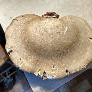 Birch Polypore Shelf Mushroom Nature Taxidermy Crafts Fairy Garden Science Art